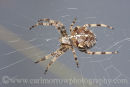 A Garden spider in it's web.